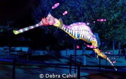 TARONGA ZOO LIGHT SCULPTURE OF A WEEDY SEA DRAGON VIVID S... by Debra Cahill 